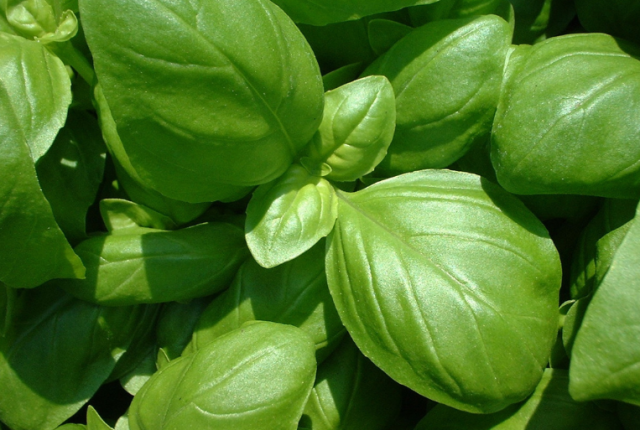 perche-basilico-genovese-dop-non-sa-di-menta-clima-liguria