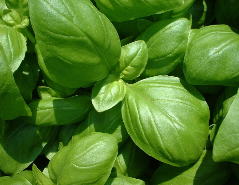 perche-basilico-genovese-dop-non-sa-di-menta-clima-liguria