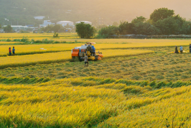 perche-italia-non-si-coltiva-riso-basmati