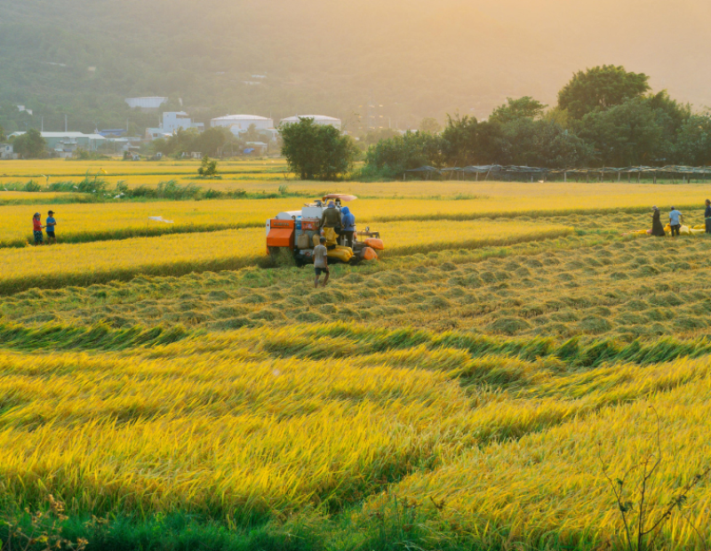 perche-italia-non-si-coltiva-riso-basmati