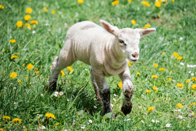 perche-si-mangia-agnello-a-pasqua-storia