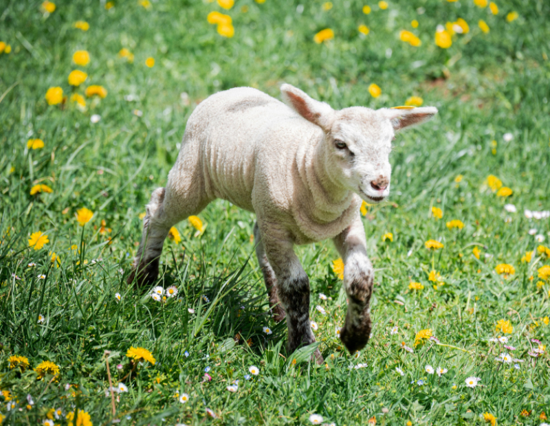 perche-si-mangia-agnello-a-pasqua-storia