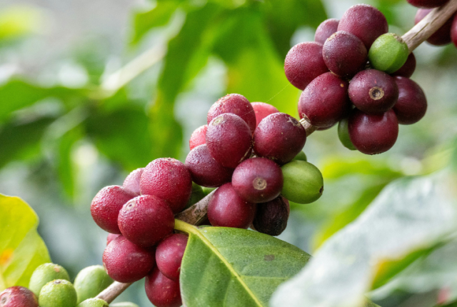 piantagione-caffe-sicilia