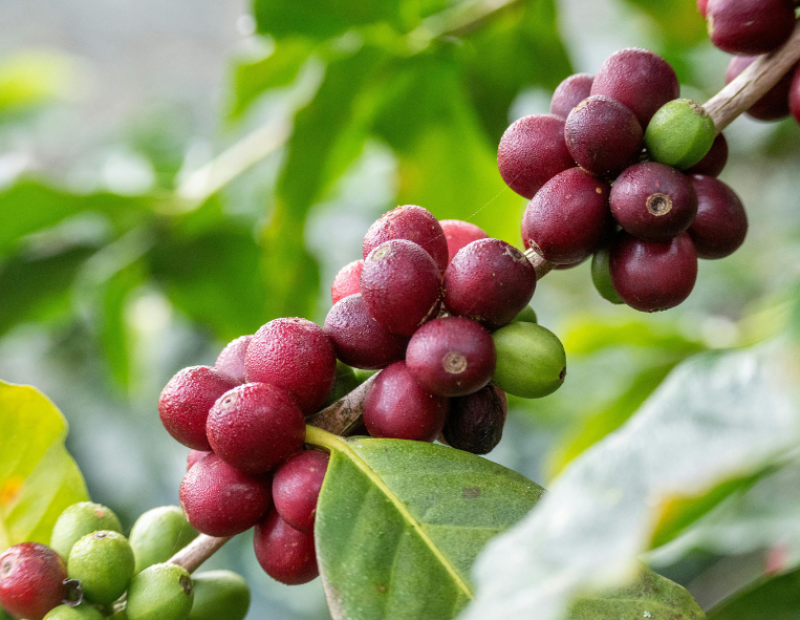 piantagione-caffe-sicilia