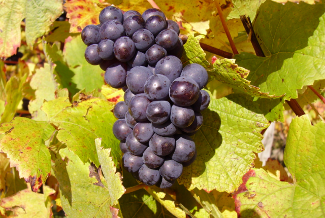 pinot-nero-seme-medievale-dna-vite-clonazione