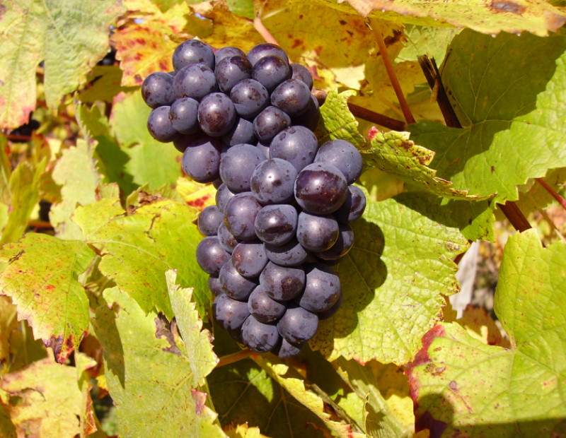 pinot-nero-seme-medievale-dna-vite-clonazione