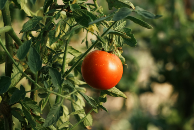 pomodoro-per-la-ricerca-2026-fondazione-veronesi