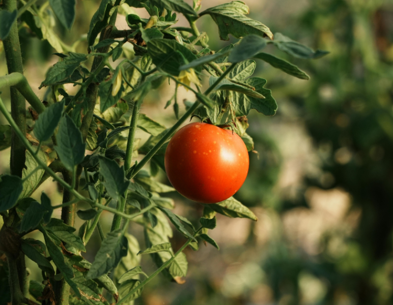 pomodoro-per-la-ricerca-2026-fondazione-veronesi