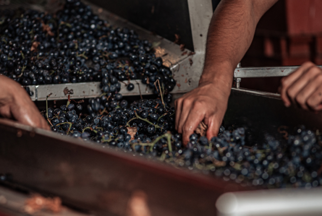 produzione-mondiale-vino-stime-oiv-italia-primo-produtore