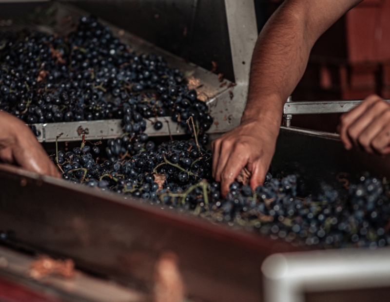 produzione-mondiale-vino-stime-oiv-italia-primo-produtore