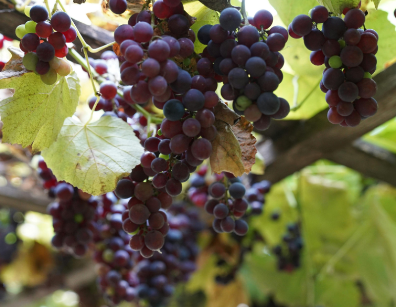 quanta-uva-serve-vino-bottiglia