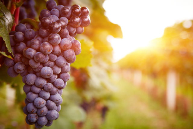 ricerca-cambiamento-climatico-vino