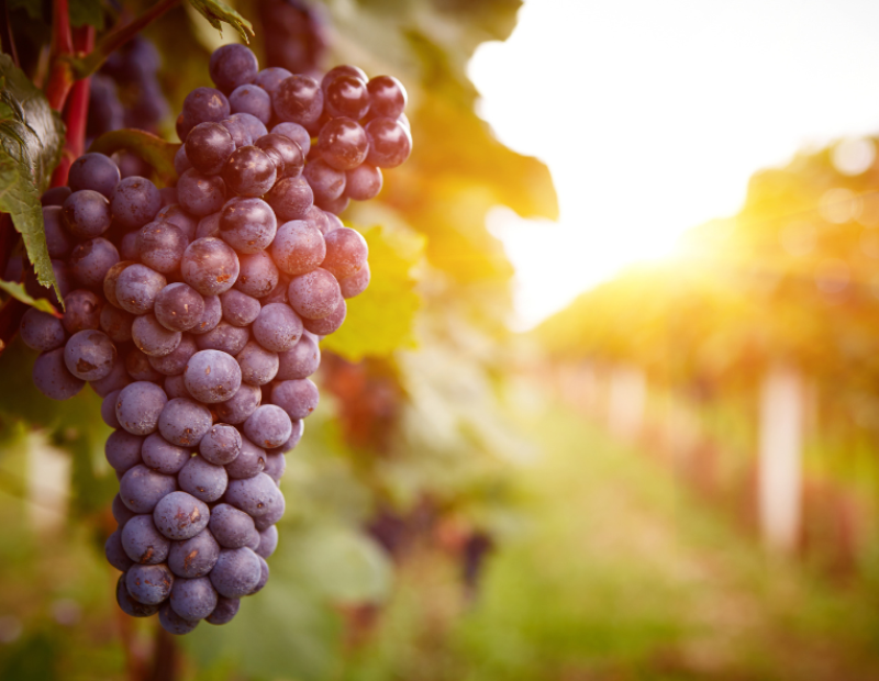 ricerca-cambiamento-climatico-vino