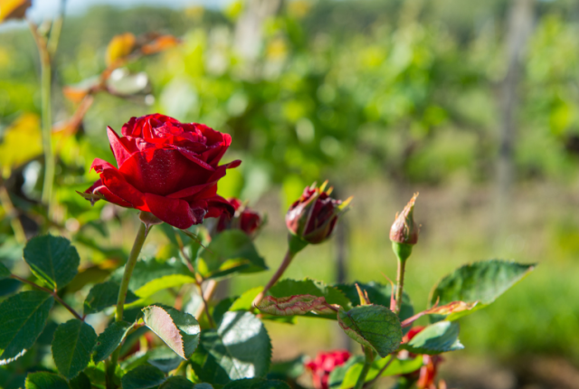 rose-vigneti-perche-spiegazione