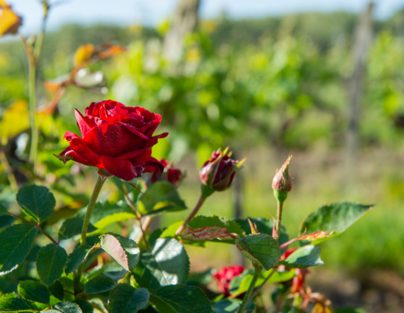 rose-vigneti-perche-spiegazione