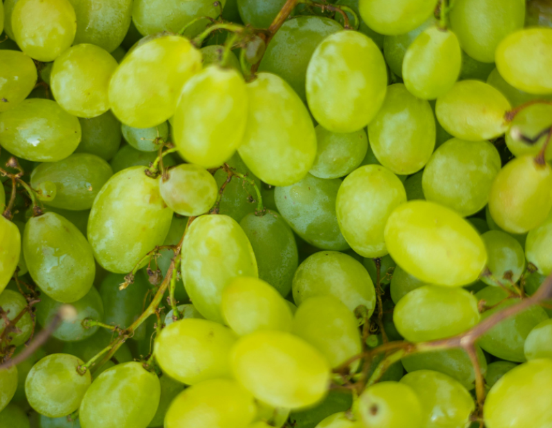 semi-vite-spazio-nuove-varieta-uva-vino