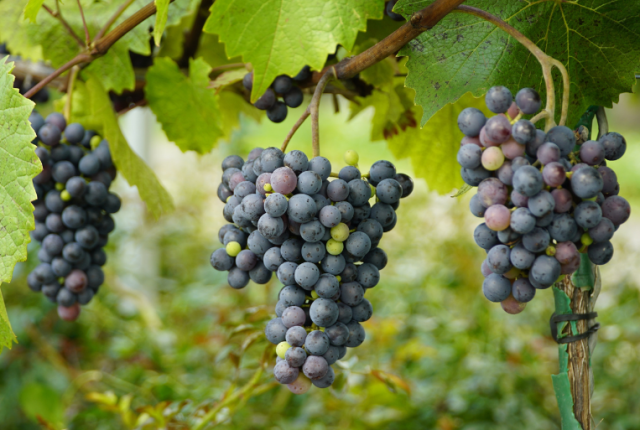 stop-greenwashing-vino-direttiva-ue-claim-ambientali