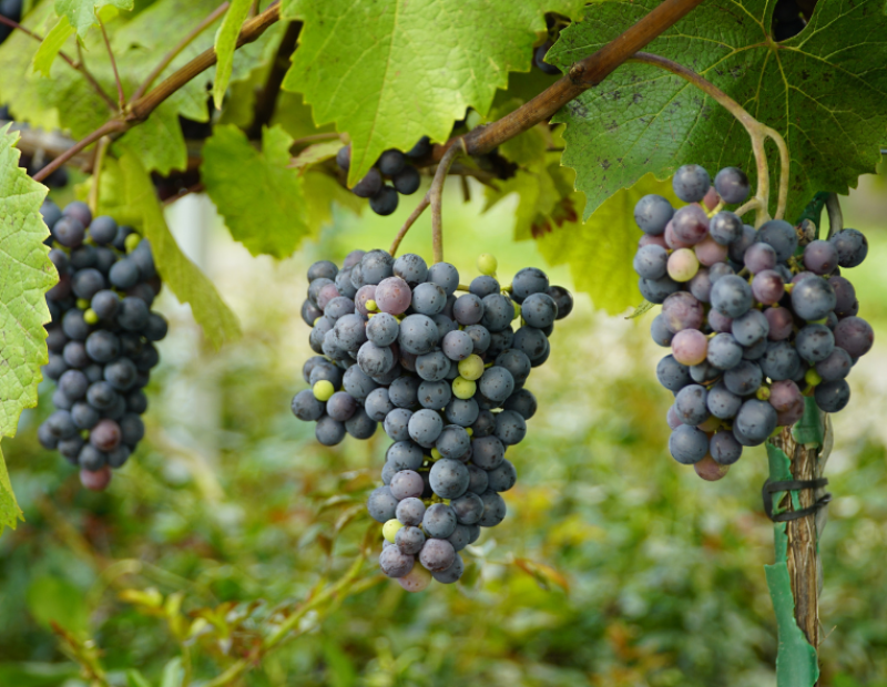 stop-greenwashing-vino-direttiva-ue-claim-ambientali