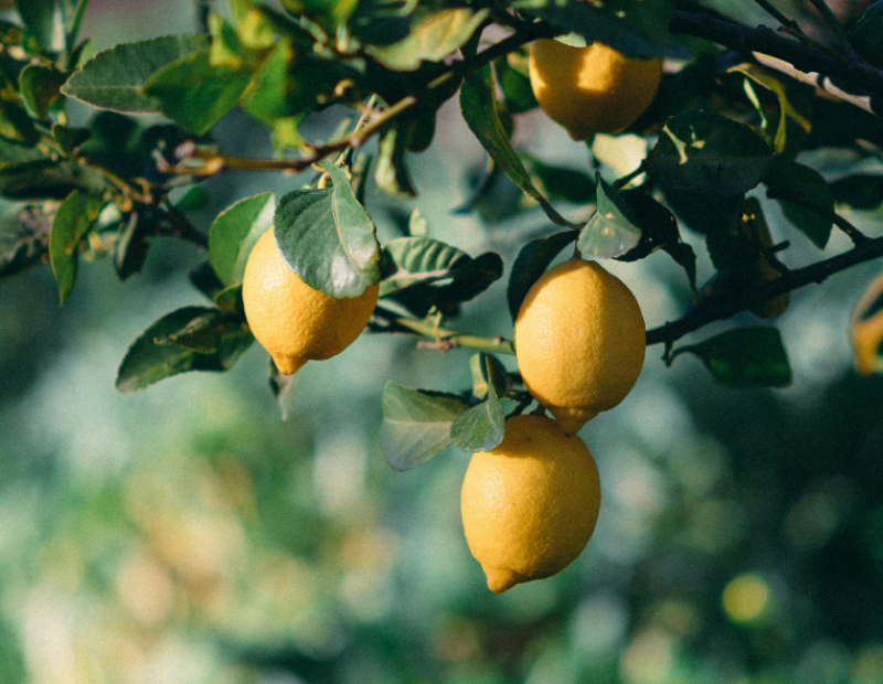 storia-del-limone-origini--cucina-mediterranea