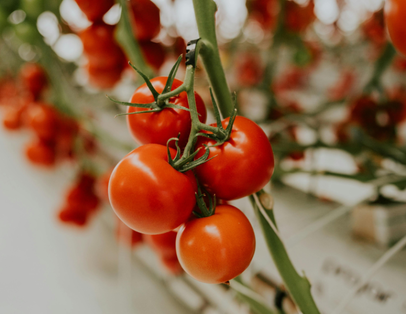 sughi-italiani-pomodoro-cinese-importazioni-2025