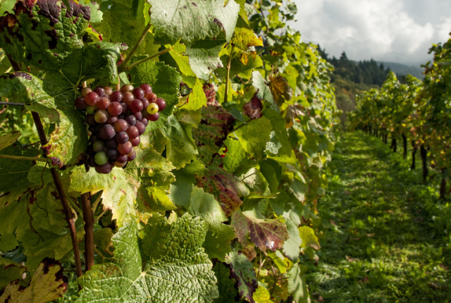 the-worlds-50-best-vineyards-2025-sei-cantine-italiane-nella-classifica-51-100