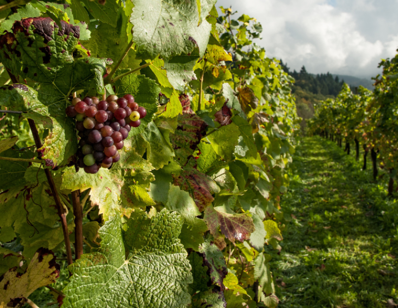 the-worlds-50-best-vineyards-2025-sei-cantine-italiane-nella-classifica-51-100