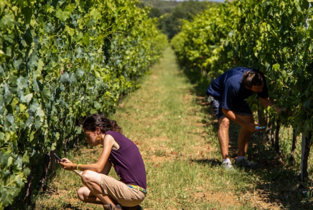 tra le vigne della cantina Terre Margaritelli di Torgiano