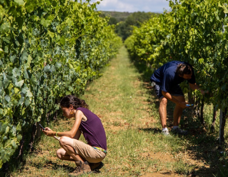 tra le vigne della cantina Terre Margaritelli di Torgiano