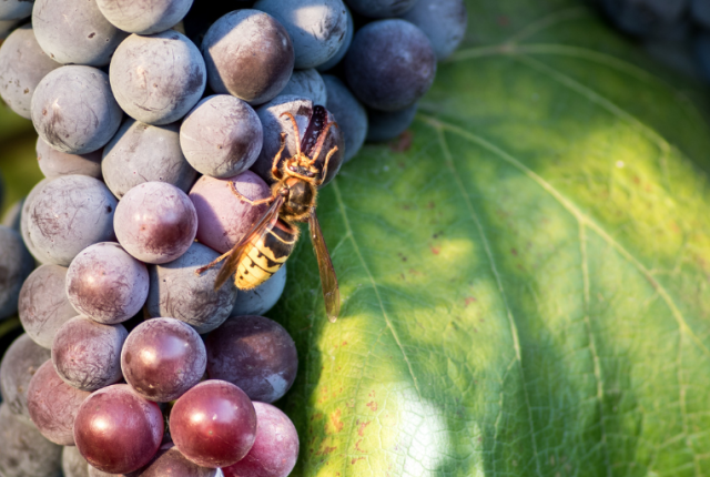 vespe-vino-ricerca-insetti-biodiversita