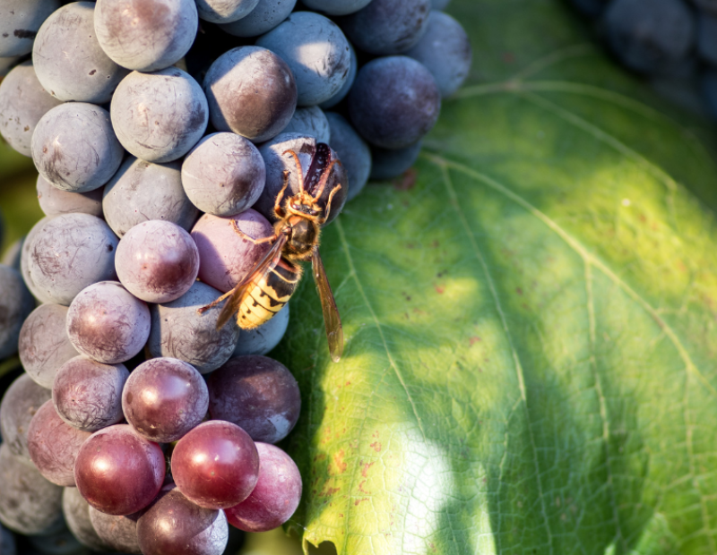 vespe-vino-ricerca-insetti-biodiversita