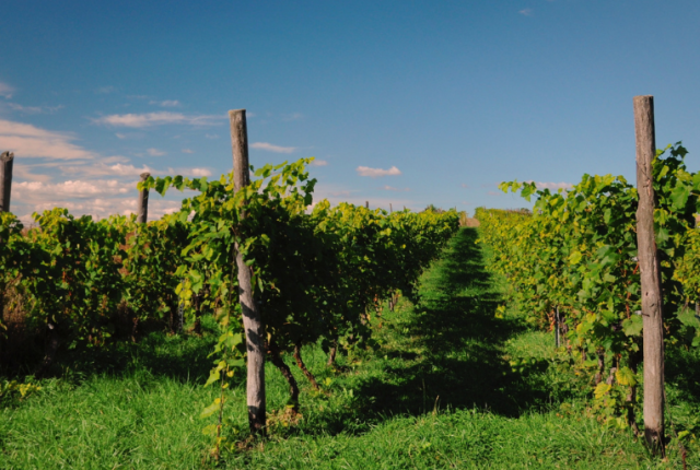vigneti-aperti-enoturismo-movimento-turismo-del-vino