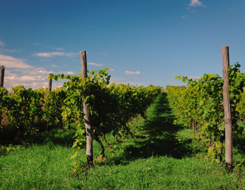 vigneti-aperti-enoturismo-movimento-turismo-del-vino