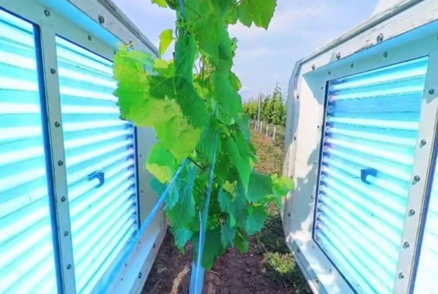 vigneto-uk-luce-uv-viti