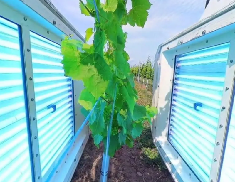 vigneto-uk-luce-uv-viti