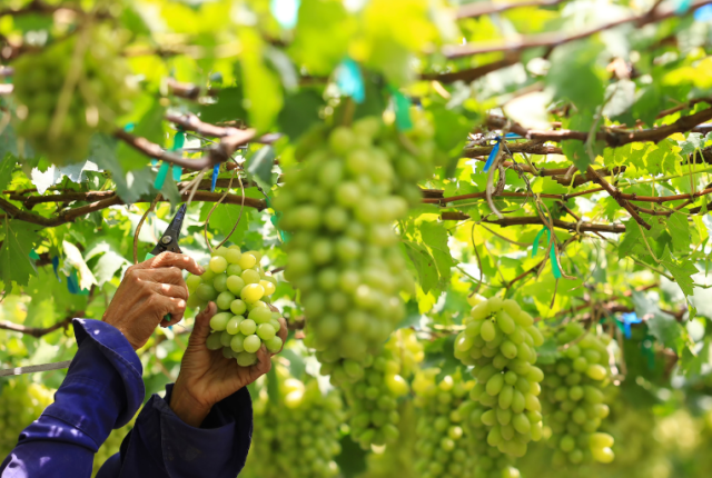 vini-non-millesimati-cambiamento-climatico