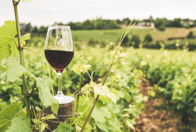 vino-biodiversita-luigi-fiorentino
