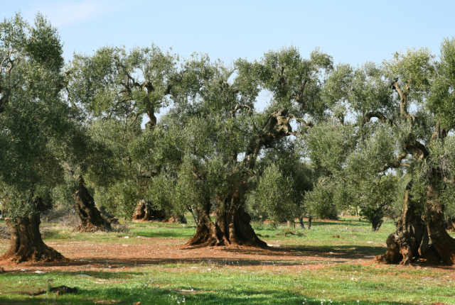 xyella-puglia-dieci-anni