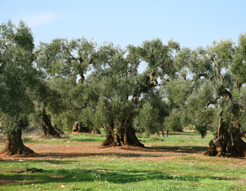 xyella-puglia-dieci-anni