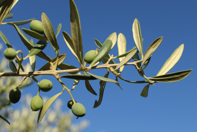 xylella-salento-ulivi-resilienza-produzione