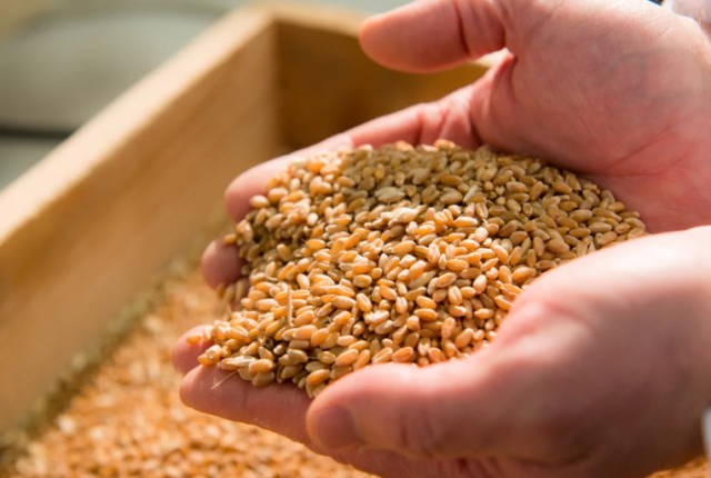 zero-avanguardia-filiera-grano-italiano