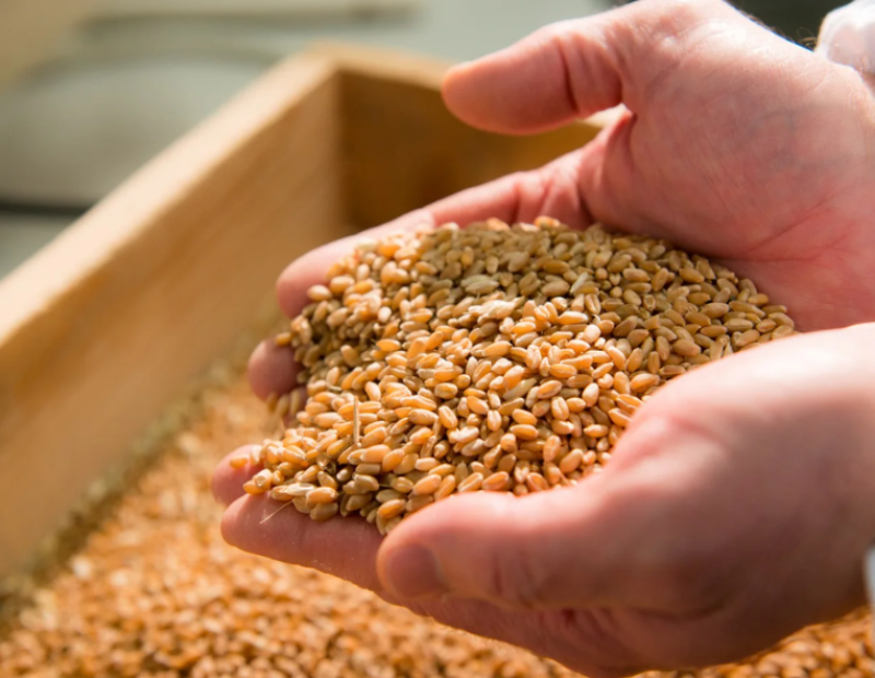 zero-avanguardia-filiera-grano-italiano