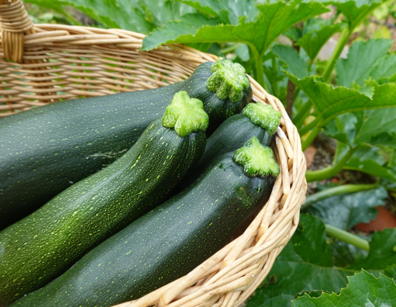 zucchine-si-possono-mangiare-crude